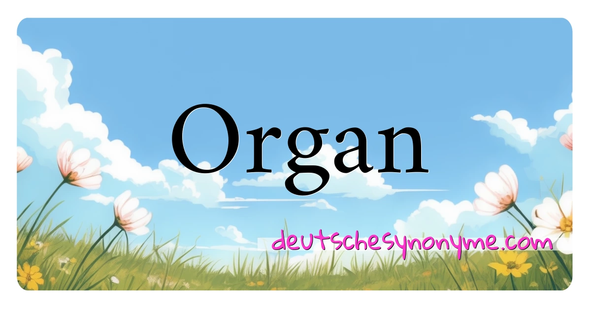 Organ Synonyme Kreuzworträtsel bedeuten Erklärung und Verwendung