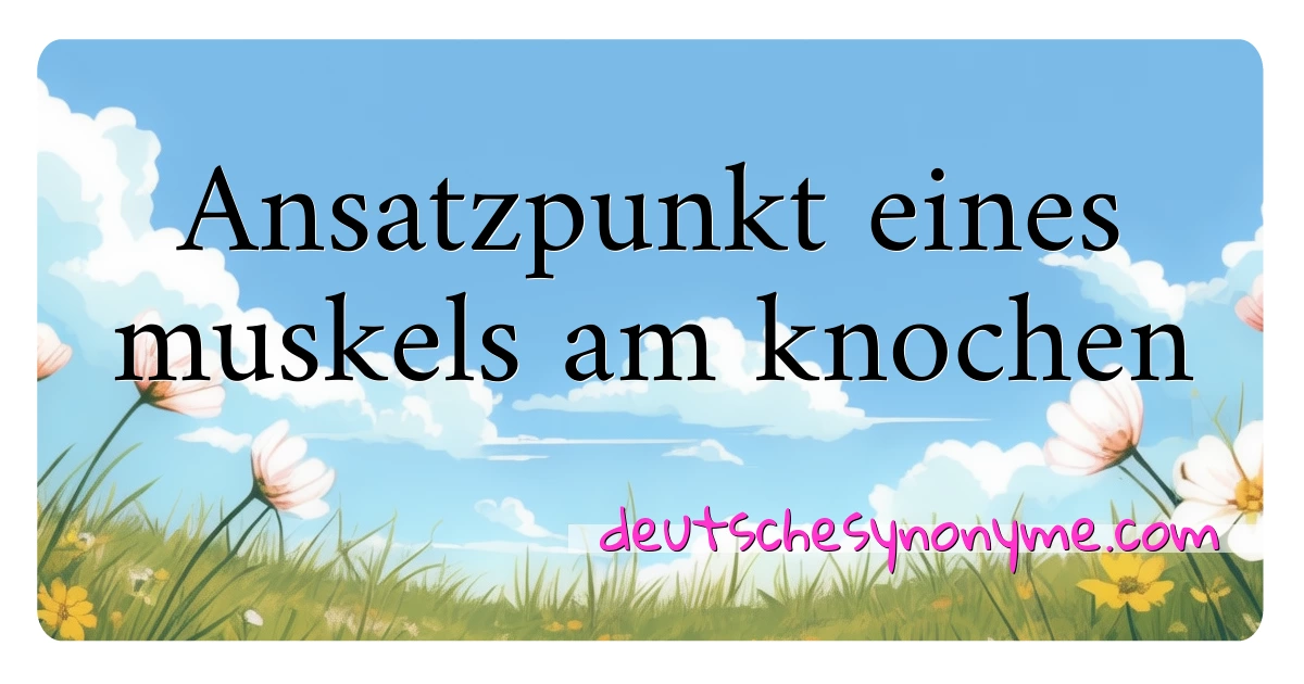 Ansatzpunkt eines muskels am knochen Synonyme Kreuzworträtsel bedeuten Erklärung und Verwendung