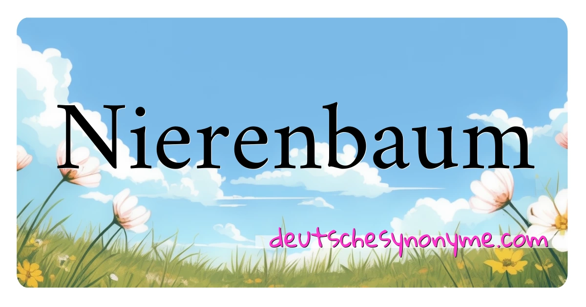 Nierenbaum Synonyme Kreuzworträtsel bedeuten Erklärung und Verwendung