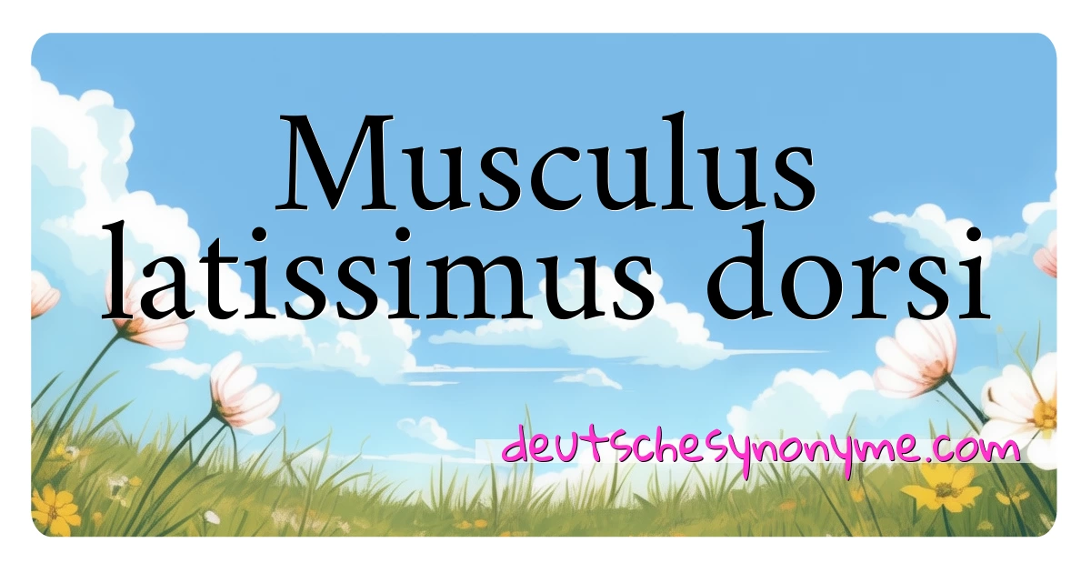 Musculus latissimus dorsi Synonyme Kreuzworträtsel bedeuten Erklärung und Verwendung