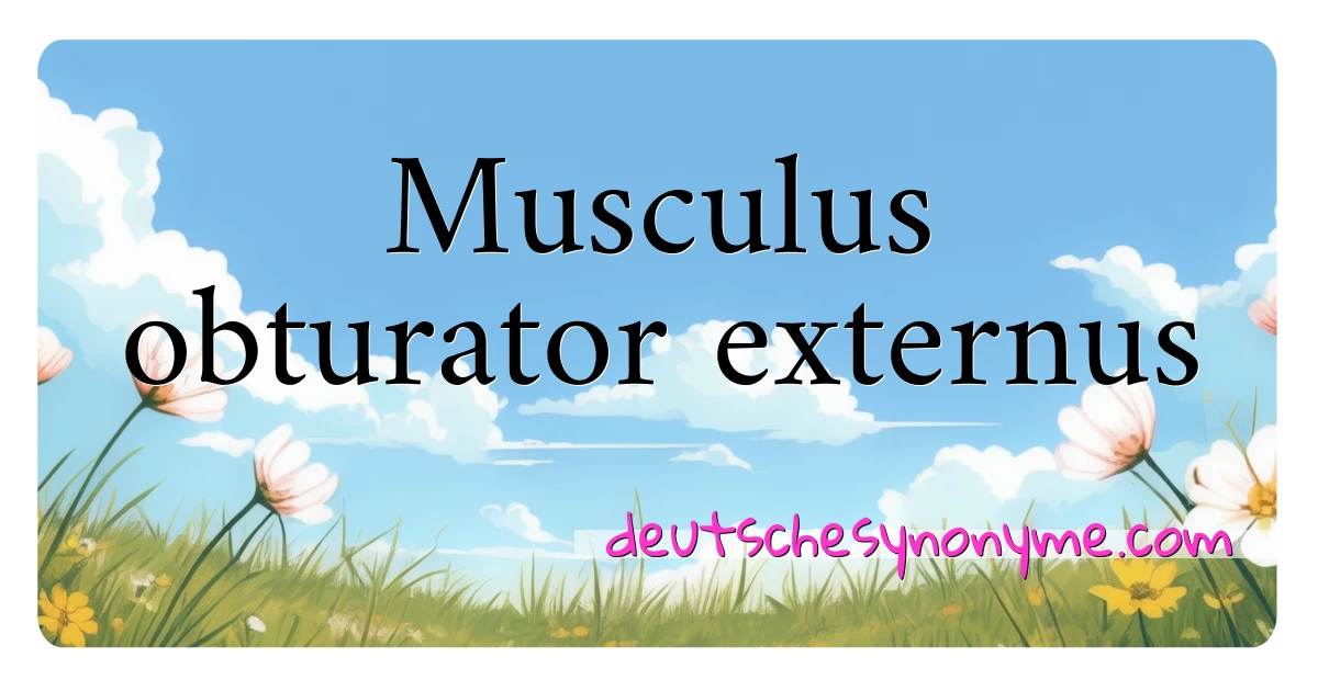 Musculus obturator externus Synonyme Kreuzworträtsel bedeuten Erklärung und Verwendung